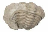 Bargain, Cybele Panderi Trilobite Fossil - Russia #363179-1